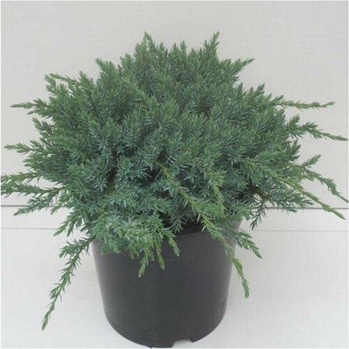 ���� ������������ ���������� 