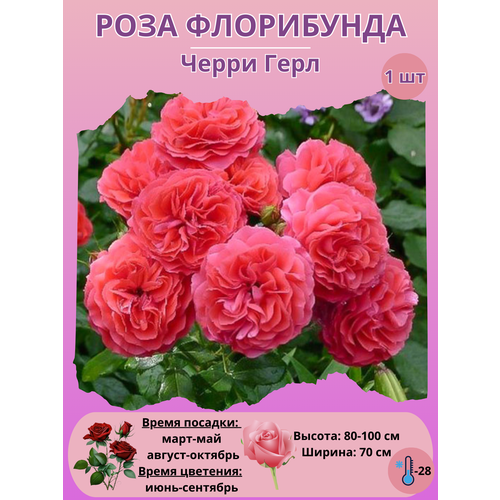 ���� ���� ���������� ����� ����, ����������� ����� ��� ����, ������ �� 450 ���