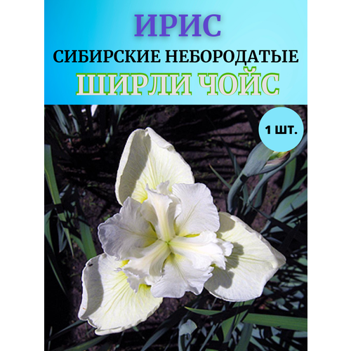 ���� ���� �������� ����� ����, ����������� �����, ������ �� 450 ���