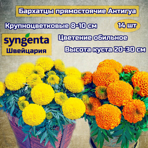 ���� ������ ������ �������� 