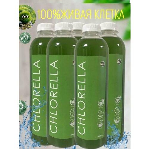 ���� �������� - ����� ������ ��������� 5 ������, ������ �� 1700 ���