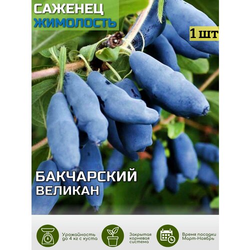 ���� ��������� ���������� ������� ������� ���, ������ �� 639 ���