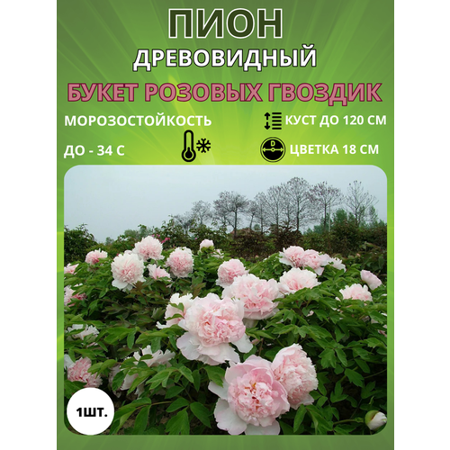 ���� ���� ����� ������� ������� 1 ��., ������ �� 650 ���