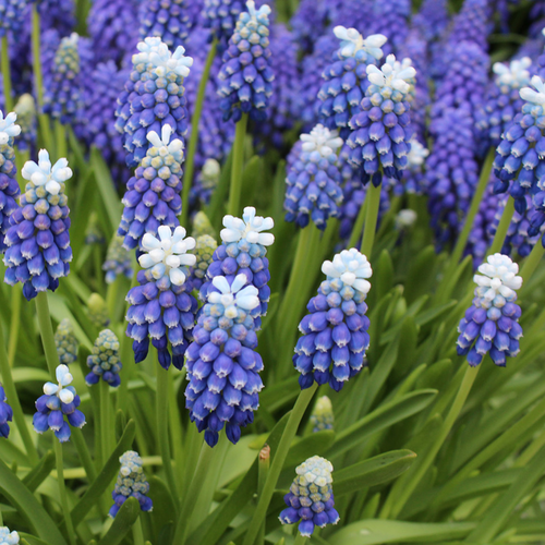 ���� ������� TOUCH OF SNOW (10 �������), ������ �� 390 ���