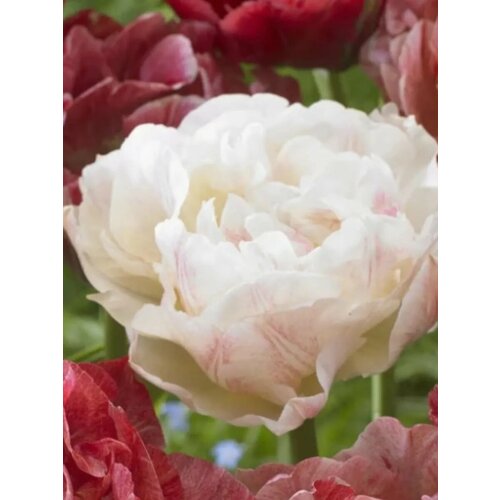 ���� �������� ������� ������� - 2 ��., ������ �� 312 ���