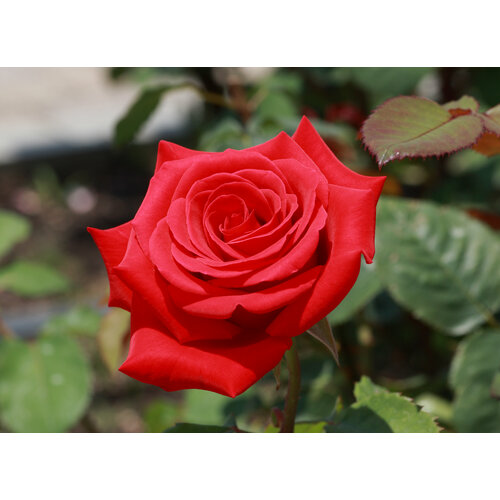 ���� ������ ���� �����-��������� �������� 5 ��. (1 ��������), ������ �� 497 ���