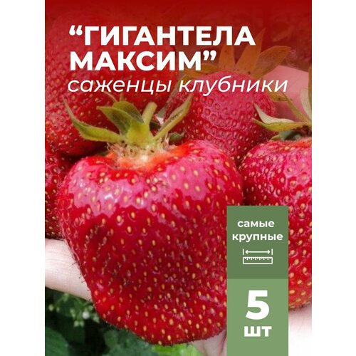 ���� �������� ����� ������������� ��������� ������ �������/��������� �������� 5 ��, ������ �� 799 ���