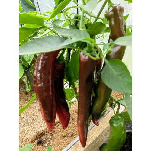 ���� ������ ������� ����� ������� ����������, 5 ����, ������ �� 380 ���