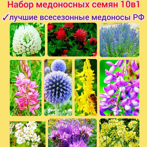 ���� ����� ���������� ����� 10�1 (300��) ��������� �������� ������� ����� ������ �������� ������ ������� ������� premium, ������ �� 497 ���