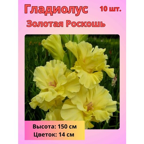 ���� ��������� ��������������� ������� �������, �������� ����������, ������ �� 800 ���