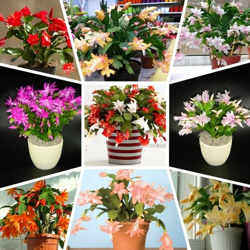 ���� �����������, ���������, ���� ������, ������, ������ �� 483 ���