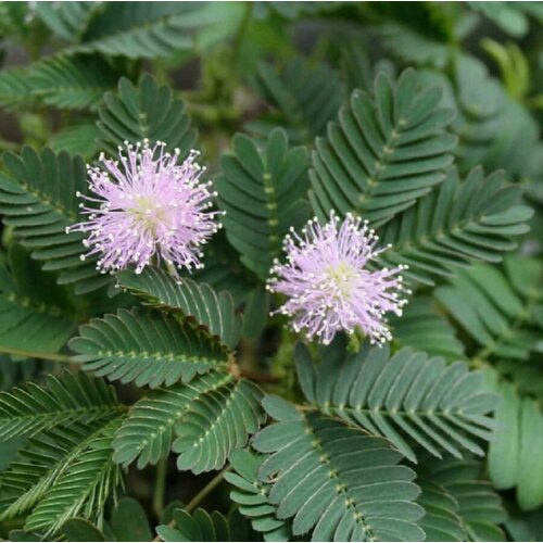 ���� ������ ������ ������ ���������, Mimosa pudica 15 ��., ������ �� 250 ���