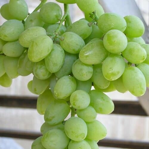 ���� �������� �������, ������ �� 1499 ���