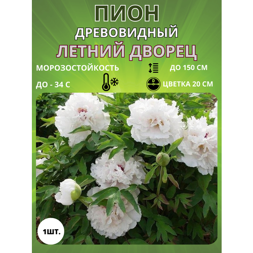 ���� ���� ������ ������ 1 ��., ������ �� 650 ���