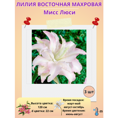 ���� ����� ��������, ��������� ���� ����, ����������� �����, ������ �� 400 ���