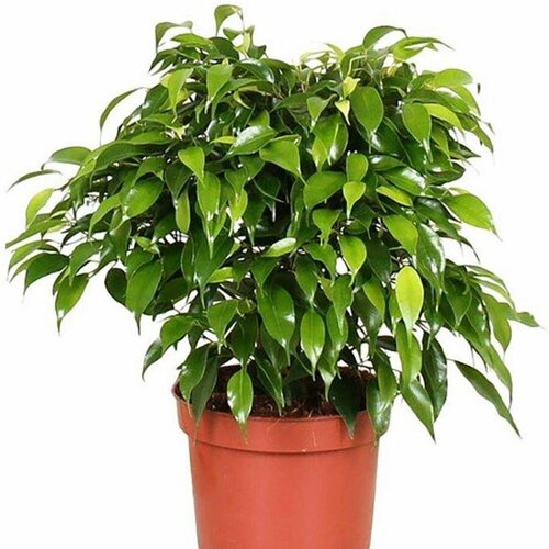 ���� ������ ������ ����� ����������, Ficus benjamina 20 ��., ������ �� 250 ���