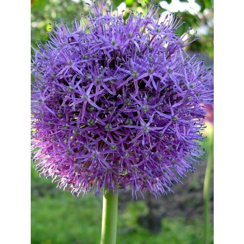 ���� ������ ���������� ������ ���������, 5 ����, ������ �� 450 ���