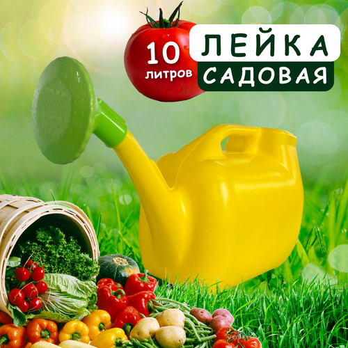 ���� ����� ������� � ������������� 10� ������, ������ �� 590 ���