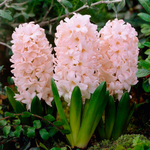   China Pink(2 ),   365 