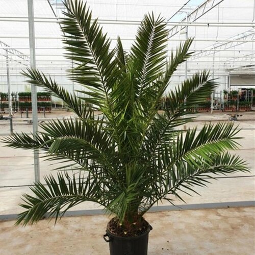 ���� ������ ������ ���������� ��������� ������������� ������, Phoenix acaulis 5 ��., ������ �� 350 ���