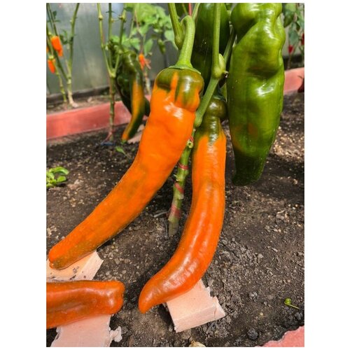       (Palermo orange), 5 ,   400 