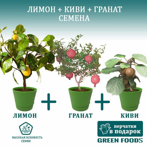 ���� �������� ����� ������ + ������ ������ +���� ������, ������ �� 589 ���