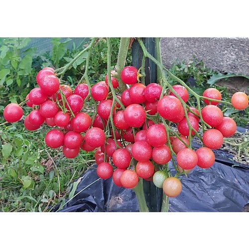 ���� ������ ������ ������� ����� ����������� (Rose Quartz) / Seeds And Goods / � �������� zip-lock ��� ���������� 10 �����, ������ �� 329 ���