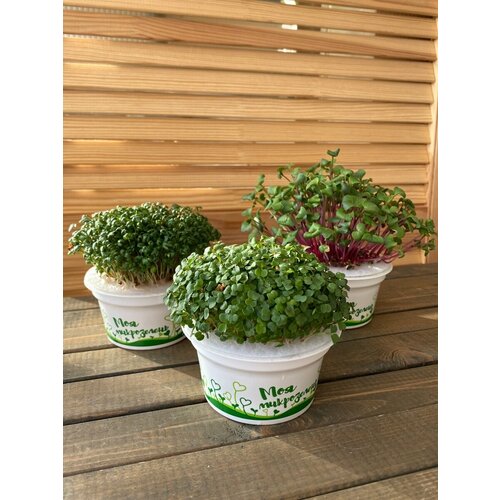 ���� ����� ��� ����������� ����������� (������ � ��������) 2 �� ������, �����, ������ �� 490 ���