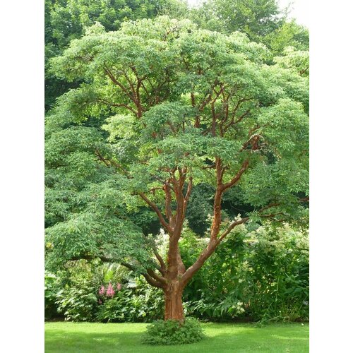      (Acer griseum), 10 ,   450 