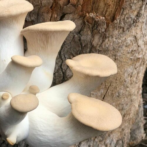 ���� ������� �����������, ������ �� 303 ���