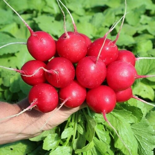 ���� ����� ����� F1, ������ �� 94 ���