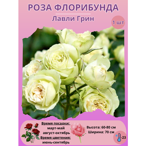 ���� ���� ���������� ����� ����, ����������� ����� ��� ����, ������ �� 450 ���