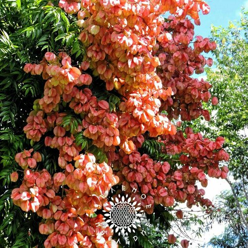     -   (. Koelreuteria paniculata) 25,   290 