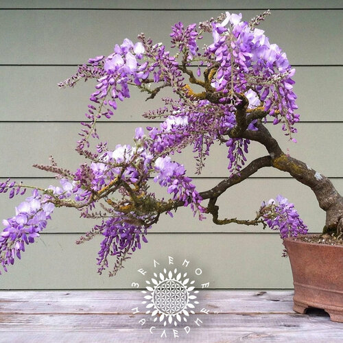     () (. Wisteria sinensis) 5  Green Legacy,   380 