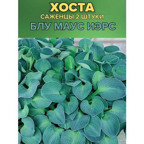 ���� ����� �������, ����������� �������� 2�����, ������ �� 850 ���