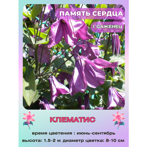 ���� �������� ������ ������, ������ �� 800 ���