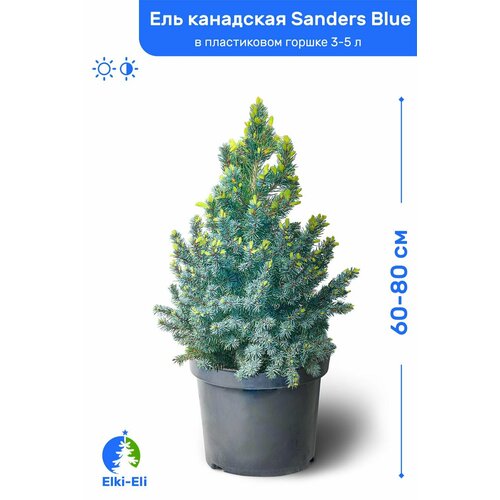 ���� ��� ��������� Sanders Blue (������� ���) 60-80 �� � ����������� ������ 3-5 �, �������, ������� ����� ��������, ������ �� 6435 ���