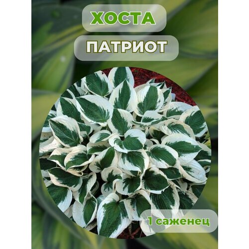 ���� ����� �������, ����� ��������� 1 �����, ������ �� 500 ���