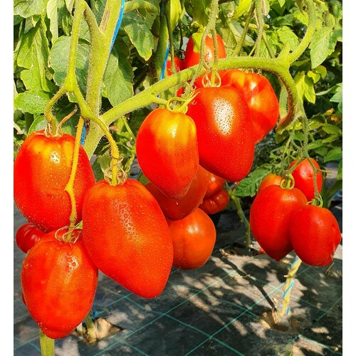    -- (San Marzano Redorta) / Seeds And Goods /   zip-lock   10    -     , -, 