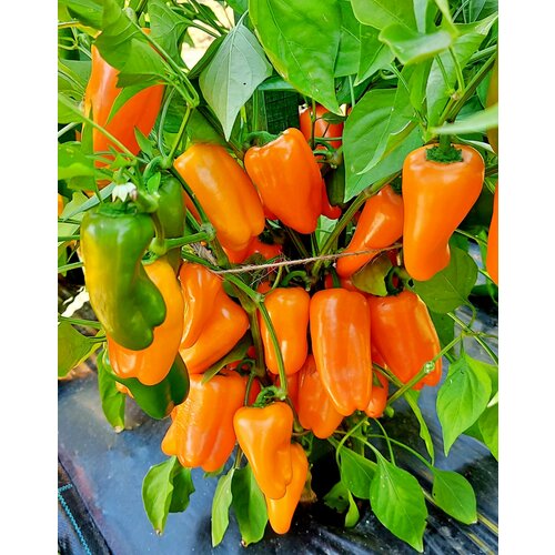 ���� ������ ����� ������� �������� ��������� (Lunchbox Orange) / Seeds And Goods / � �������� zip-lock ��� ���������� 10 �����, ������ �� 269 ���