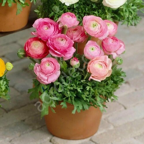 ���� ���������� (�����) ������� 3��., ������ �� 412 ���