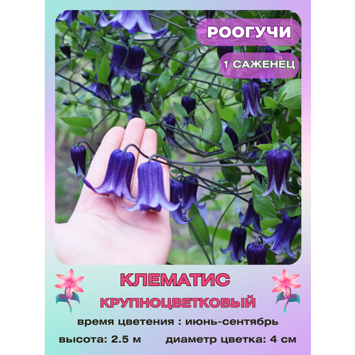 ���� �������� �������, ������ �� 800 ���