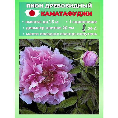 ���� ���� ����������� �����������, ������� 1 �����, ������ �� 650 ���