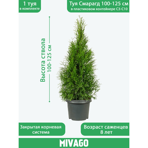 ���� ��� �������� ������� 100-125 ��, � ����������� ���������� 3-10 �, �������, ������ �� 3513 ���