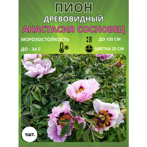 ���� ���� ��������� �������� 1 ��., ������ �� 650 ���