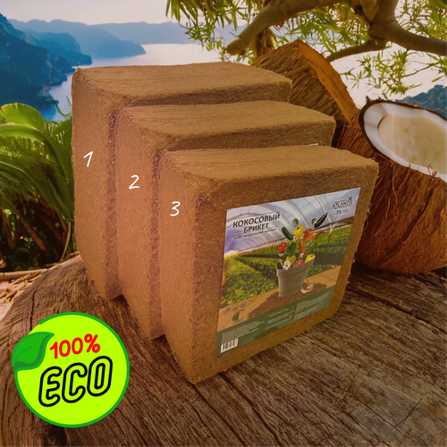 ���� �������� ��������� 