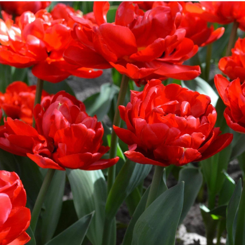 ���� ������� ABBA (10 �������), ������ �� 795 ���