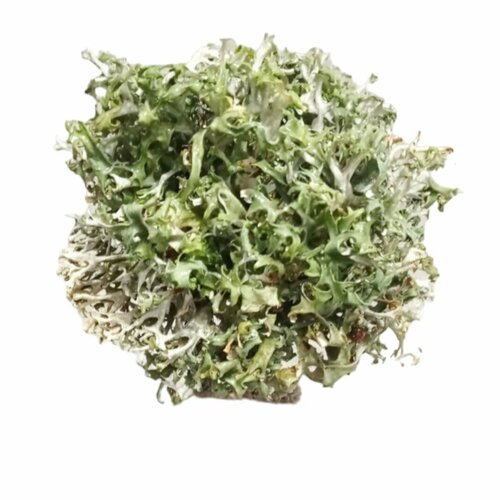 ���� ��� �������� ����������. ����������� �����., ������ �� 954 ���