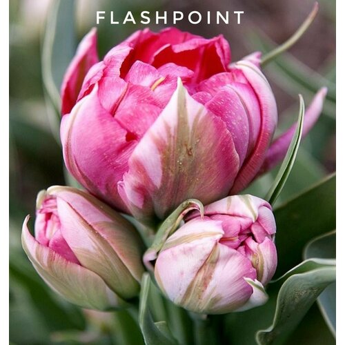    ,   Flash Point (5 ),   699 