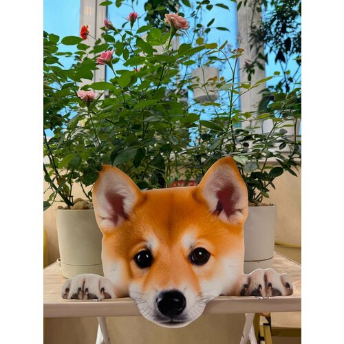 ���� ����� �� ������� ��� ����, ���� 